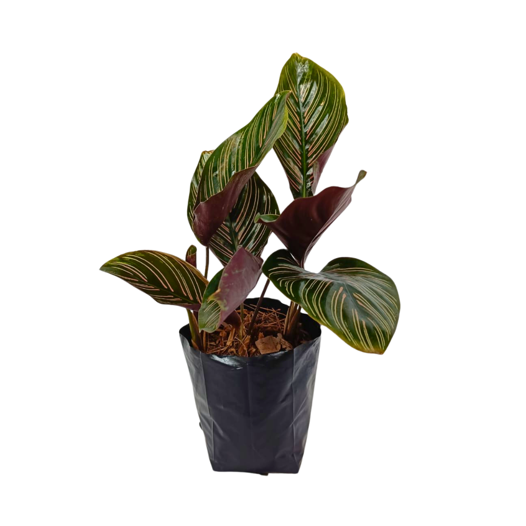 Calathea Ornata