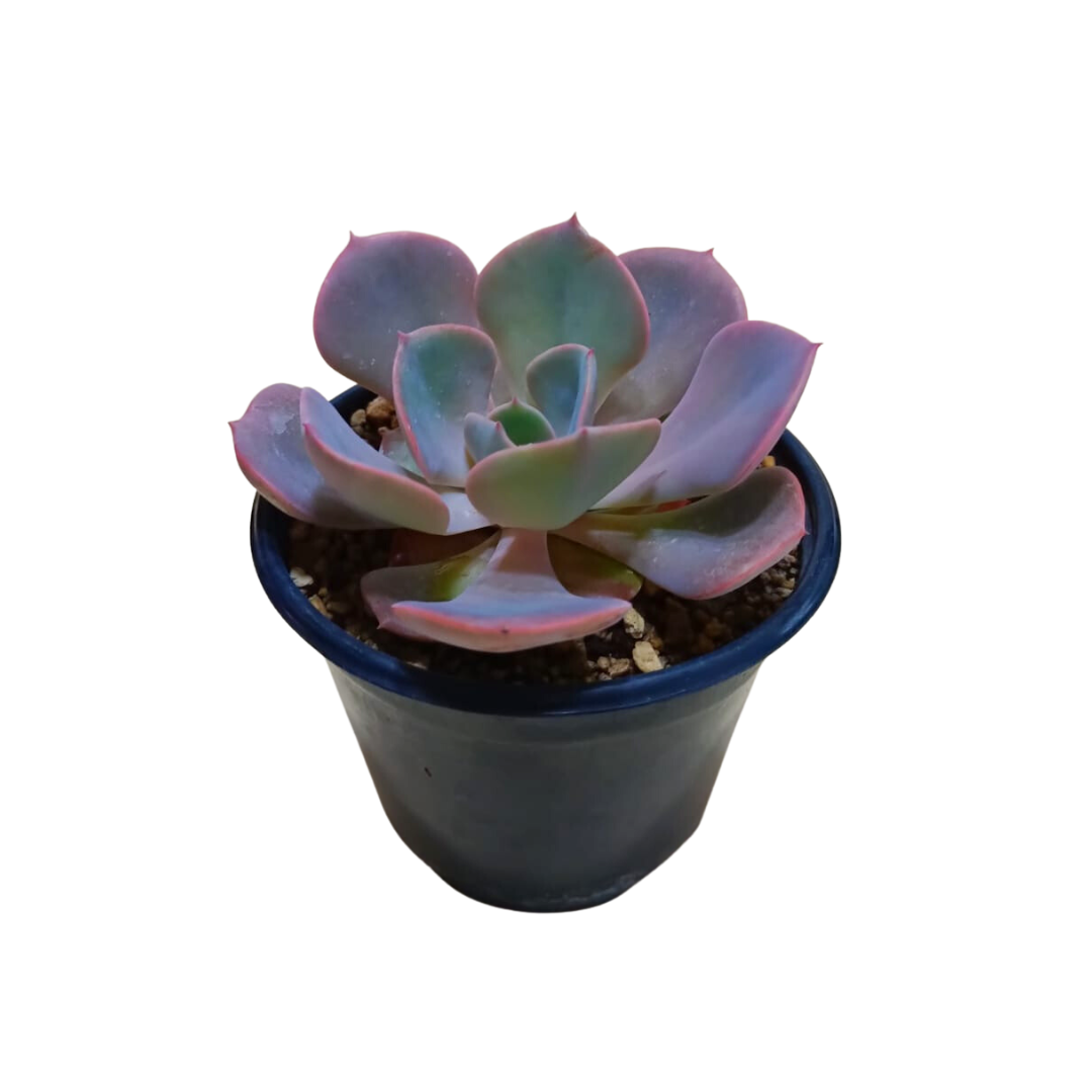 Echeveria Dusty Rose