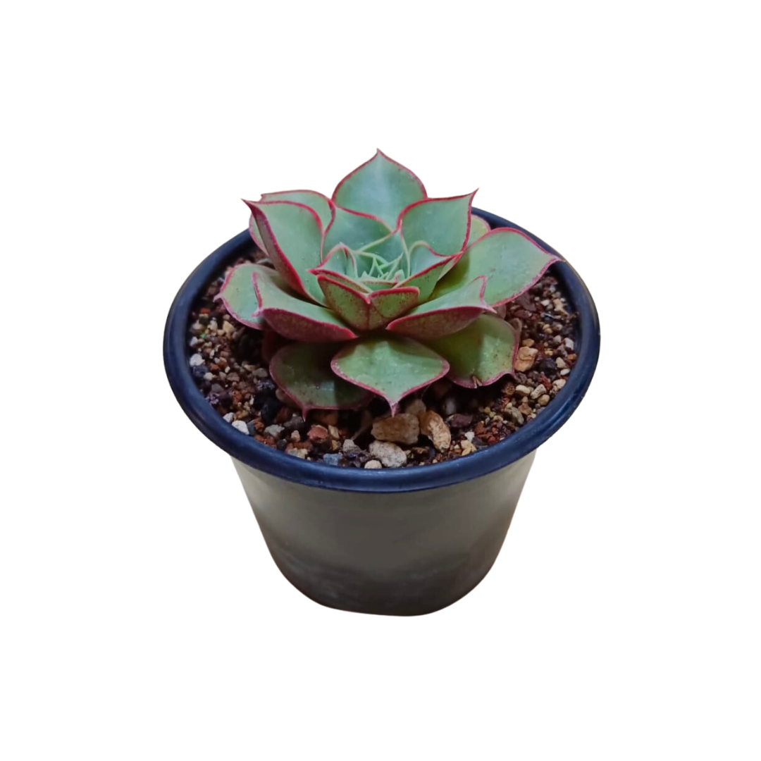 Echeveria Longissima