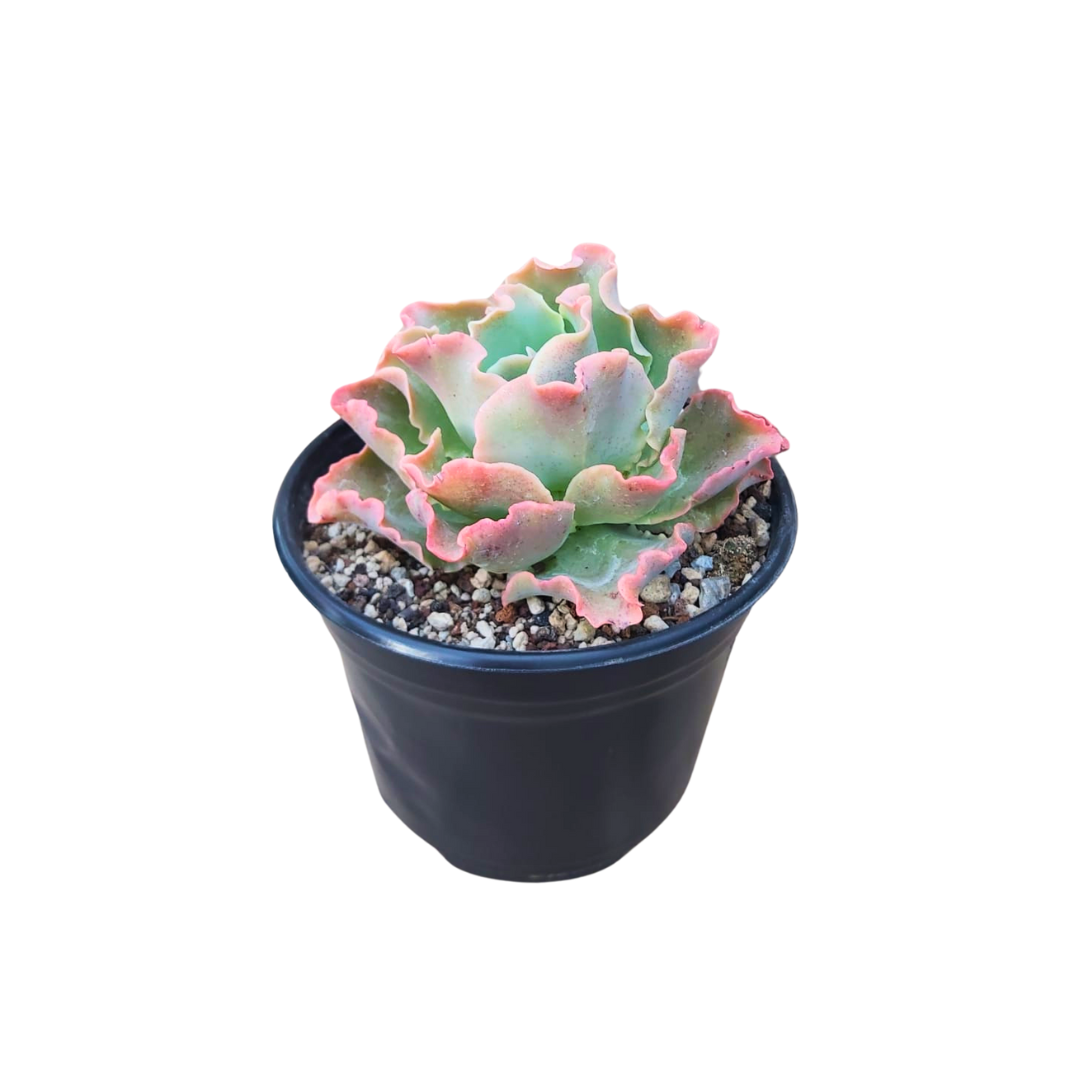 Echeveria Gigant Blue