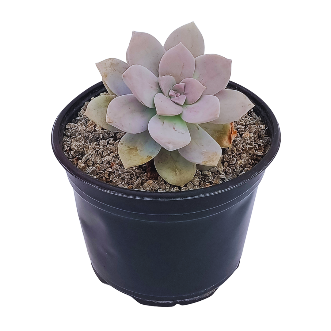 Graptopetalum Pentandrum