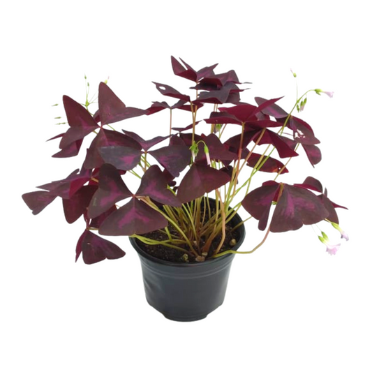 Oxalis triangularis