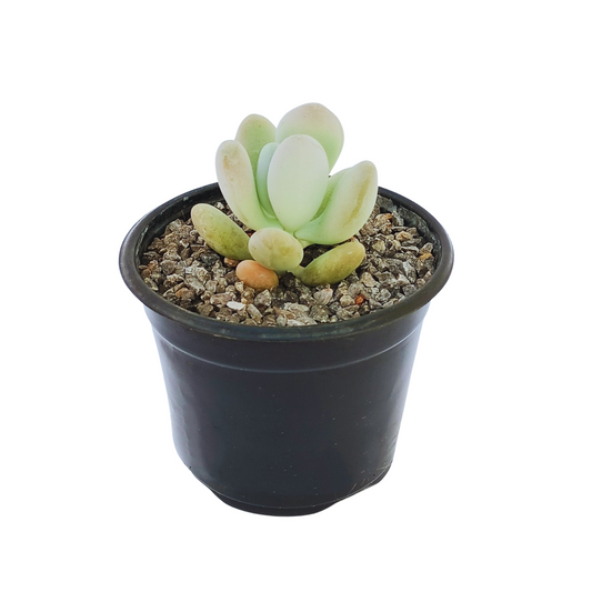 Pachyphytum Bracteosum