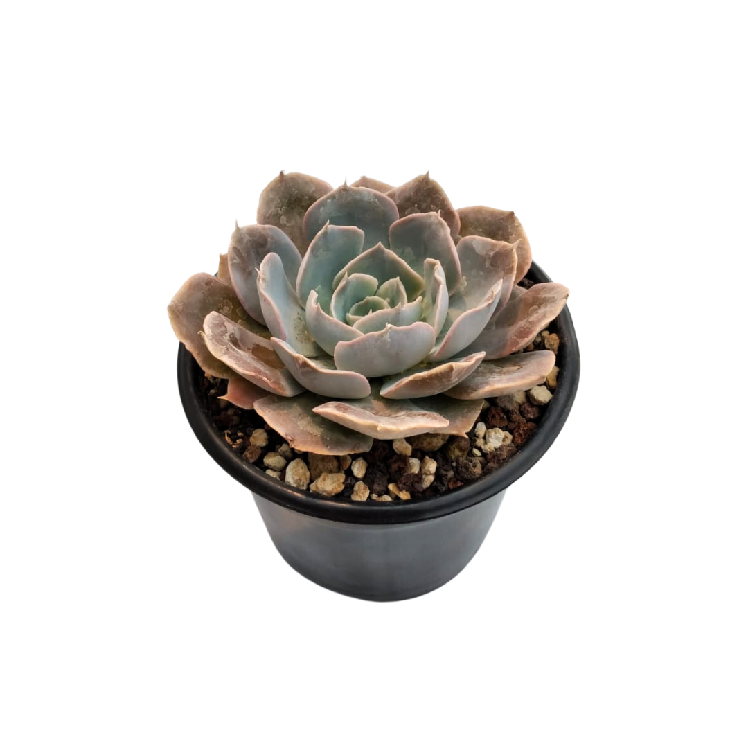 Echeveria Shaviana