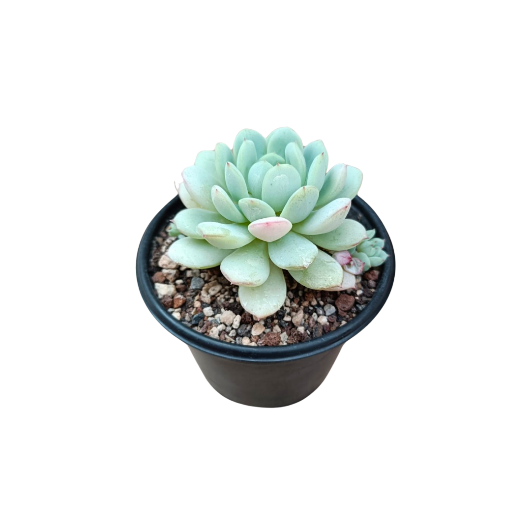 Echeveria Derenbergii