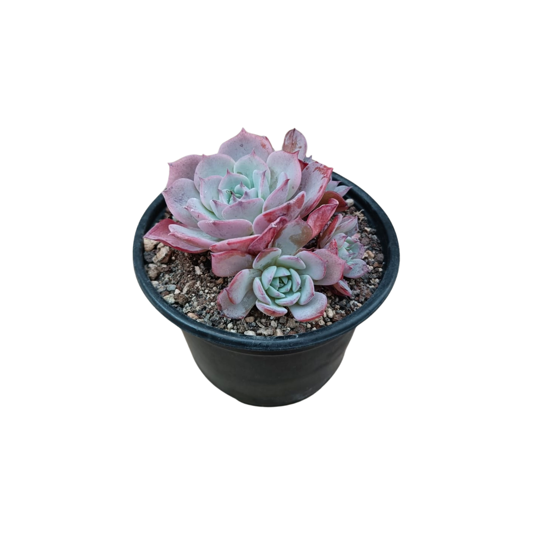 Echeveria Azulita